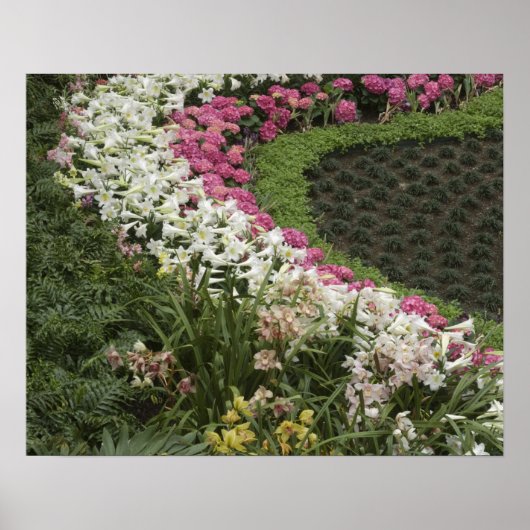 カタウビシャクナゲ (Rhododendron catawbiense) ヒース ポスター (正面)