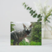 カタサウルスレックス ポストカード (スタンド正面)