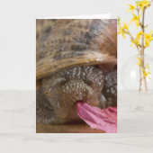 カタツムリのグリーティングカードの空白の写真 カード (黄色い花)