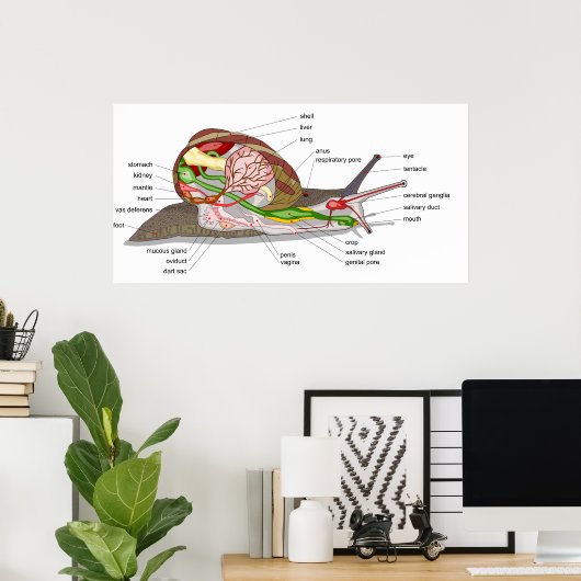 カタツムリのヘリックス・アスペルサ軟体動物の図 ポスター (ホームオフィス)