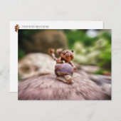 カタツムリの葉書に乗るアコーン小妖精や小人 ポストカード (正面/裏面)