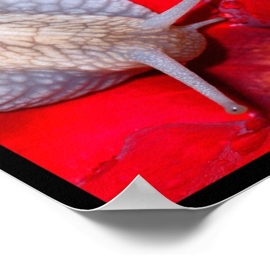 カタツムリの複数写真 ポスター (角)