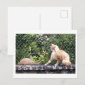 カタツムリの郵便屋さん猫 ポストカード (正面/裏面)