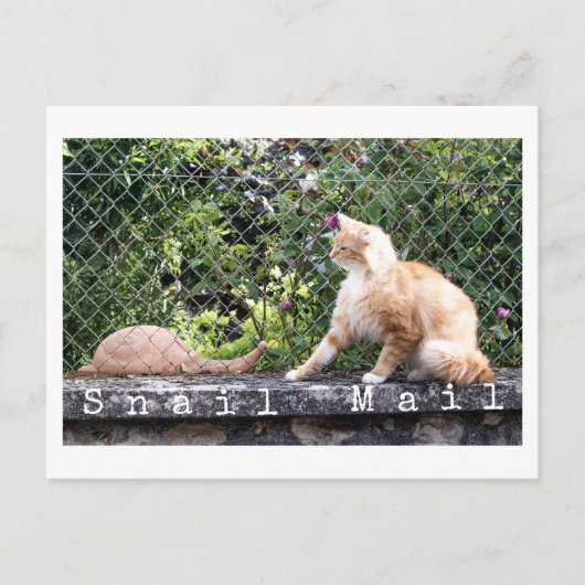 カタツムリの郵便屋さん猫 ポストカード (正面)
