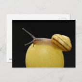 カタツムリはがき ポストカード (正面/裏面)