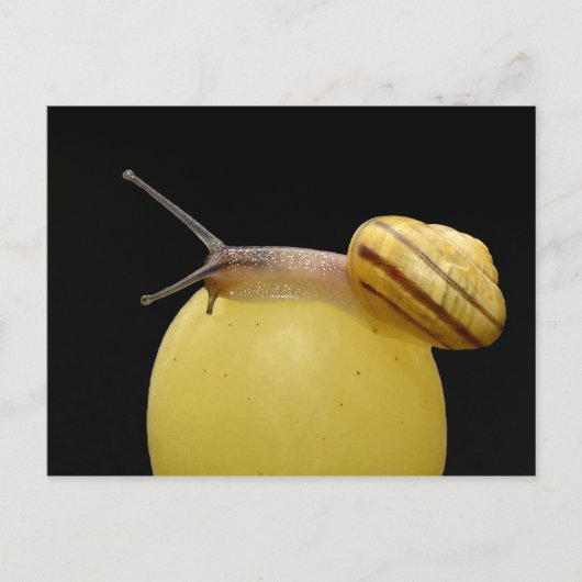 カタツムリはがき ポストカード (正面)