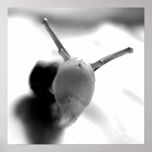 カタツムリキス ポスター (正面)