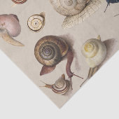 カタツムリナグガーデンペット腹足植物カタツムリ 薄葉紙 (詳細)