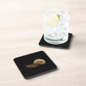 カタツムリ実在写真 コースター (右側)