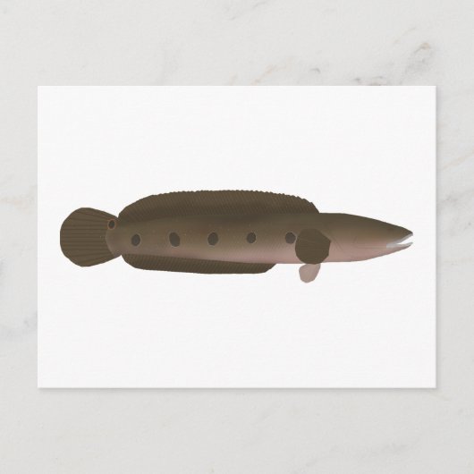 カタツムリ素晴らしフ ポストカード (正面)