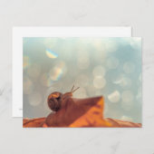 カタツムリ葉書 ポストカード (正面/裏面)