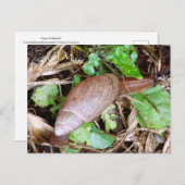 カタツムリ郵便はがきポストクロッシング ポストカード (正面/裏面)