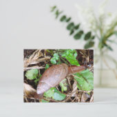 カタツムリ郵便はがきポストクロッシング ポストカード (スタンド正面)