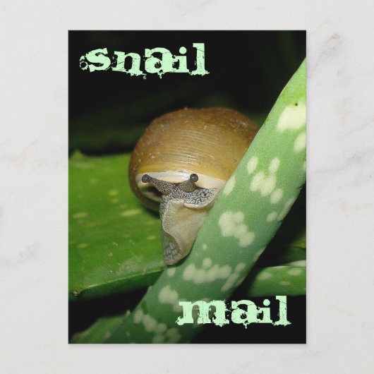 カタツムリ郵便葉書 ポストカード (正面)