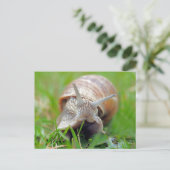 カタツムリ食べの草 ポストカード (スタンド正面)