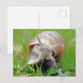 カタツムリ食べの草 ポストカード (正面/裏面)