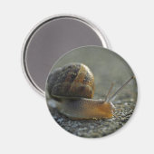 カタツムリ1磁石 マグネット (正面/裏面)