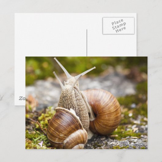 カタツムリ2本 ポストカード (正面/裏面)