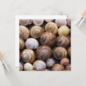 カタツムリ カード (正面/裏面インサイチュ)