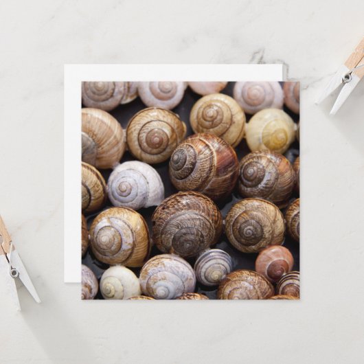 カタツムリ カード (正面/裏面インサイチュ)