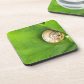 カタツムリ コースター (左側)