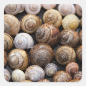 カタツムリ スクエアシール (正面)