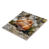 カタツムリ タイル (側面)