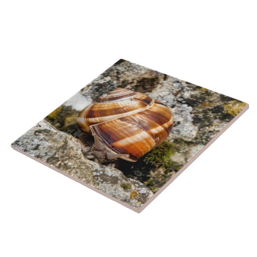 カタツムリ タイル (側面)