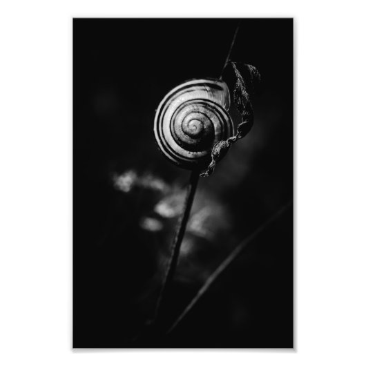 カタツムリ フォトプリント            (正面)