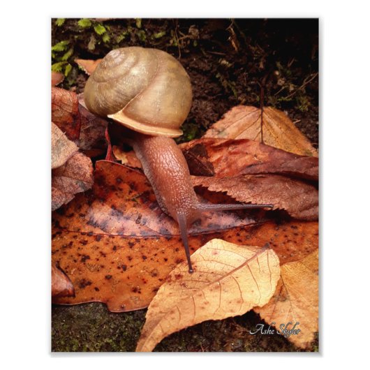 カタツムリ フォトプリント            (正面)