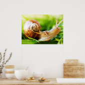 カタツムリ ポスター (キッチン)