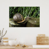 カタツムリ ポスター (キッチン)