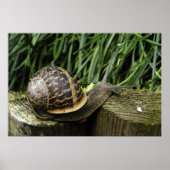 カタツムリ ポスター (正面)