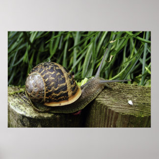カタツムリ ポスター