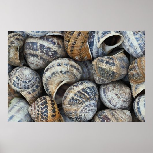 カタツムリ ポスター (正面)