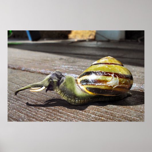 カタツムリ ポスター (正面)