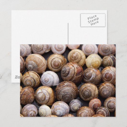 カタツムリ ポストカード (正面/裏面)