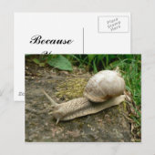 カタツムリ ポストカード (正面/裏面)