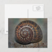 カタツムリ ポストカード (正面/裏面)