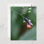 カタツムリ ポストカード (正面/裏面)