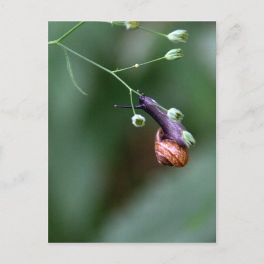 カタツムリ ポストカード (正面)