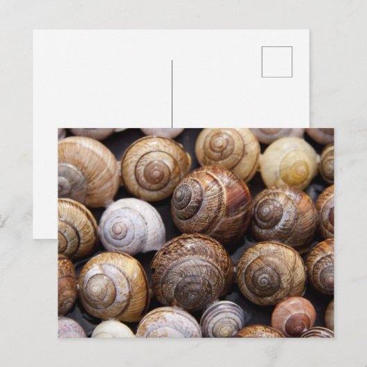カタツムリ ポストカード (正面/裏面)