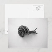 カタツムリ ポストカード (正面/裏面)