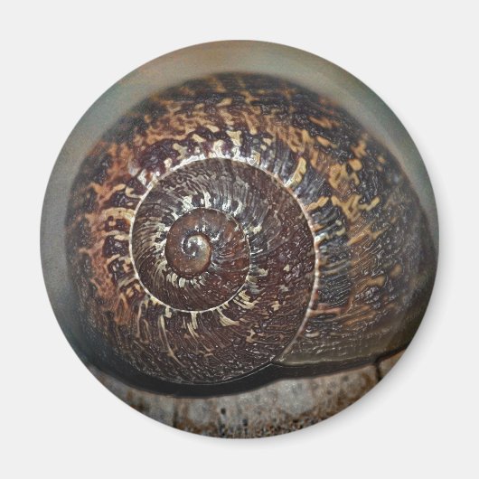 カタツムリ マグネット (正面)