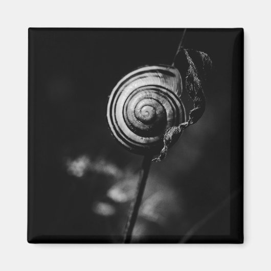 カタツムリ マグネット (正面)