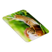 カタツムリ マグネット (右側)