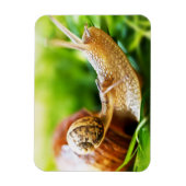 カタツムリ マグネット (縦)