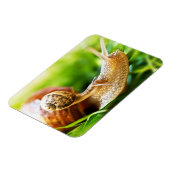 カタツムリ マグネット (左側)