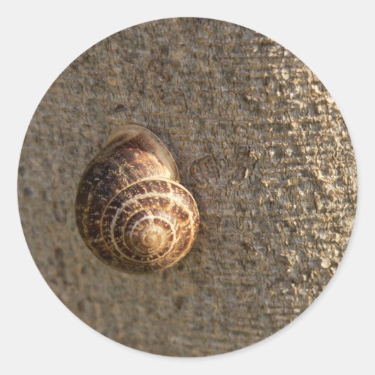 カタツムリ ラウンドシール (正面)