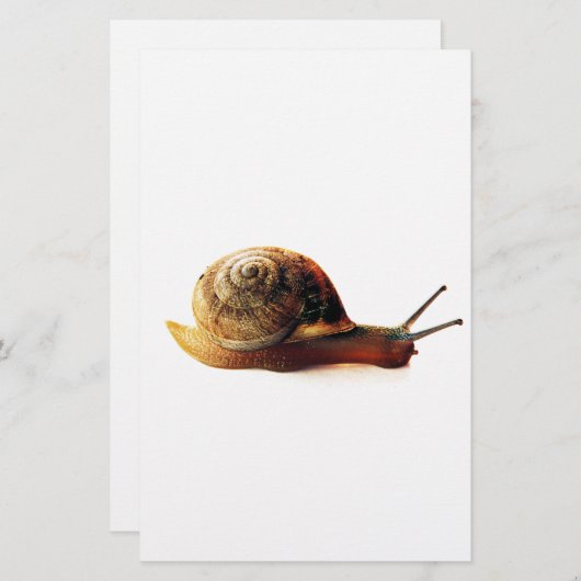 カタツムリ 便箋 (正面/裏面)